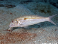 Mulloidichthys flavolineatus