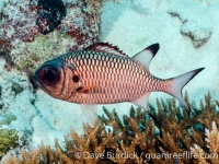 Myripristis adusta (Palau)