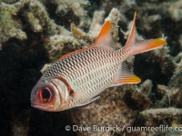 Myripristis violacea