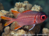 Myriprists pralinia Myriprists pralinia