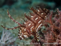 Novaculichthys taeniourus (juv.)