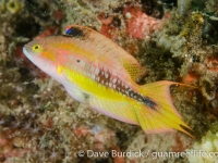 Oxycheilinus bimaculatus (Lembeh)