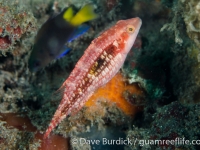 Oxycheilinus orientalis (Lembeh)