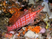 Oxycirrhites typus (Anilao)