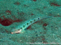 Oxyurichthys papuensis Oxyurichthys papuensis