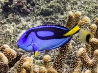 Paracanthurus hepatus