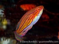 Paracheilinus carpenteri (Anilao)