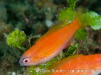 Paracheilinus filamentosus (IP) (Lembeh)