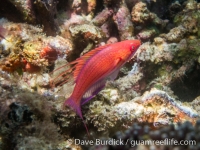 Paracheilinus filamentosus (TP) (Raja Ampat)