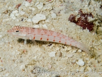 Parapercis multiplicata