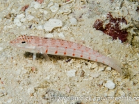 Parapercis multiplicata