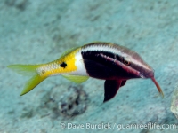 Parupeneus barberinoides (Puerto Galera)