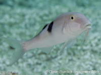 Parupeneus pleurostigma
