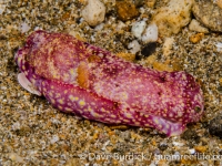 Philinopsis falciphallus