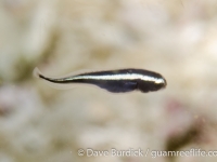 Pholidichthys leucotaenia
