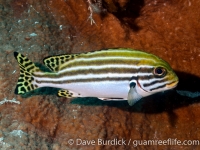 Plectorhinchus lessonii (Palau)