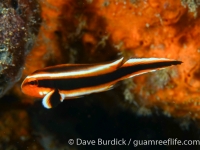 Plectorhinchus lessonii (juv.) (Anilao)