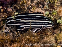 Plectorhinchus lessonii (sub-adult) (Puerto Galera)