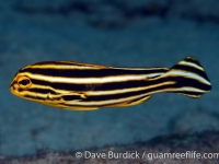 Plectorhinchus lessonii (sub-adult yellow) (Puerto Galera)