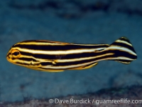 Plectorhinchus lessonii (sub-adult yellow) (Puerto Galera)