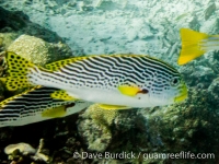 Plectorhinchus lineatus (Raja Ampat)