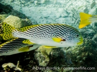 Plectorhinchus lineatus (Raja Ampat)