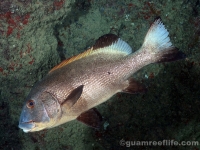 Plectorhinchus albovittatus