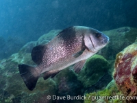 Plectorhinchus gibbosus