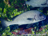 Plectorhinchus picus Plectorhinchus picus