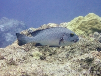 Plectorhinchus picus