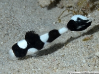 Plectorhinchus picus (juvenile)