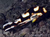 Plectorhinchus picus (sub-adult yellow)