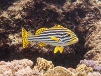 Plectorhinchus vittatus