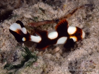 Plectorhinchus vittatus (juv.)