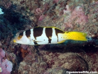 Plectropomus laevis (saddled phase)