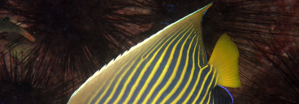 angelfishes