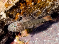 Priolepis cf. kappa