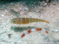 Priolepis inhaca