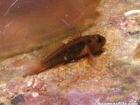 Priolepis vexilla
