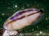 Pseudaluttarius nasicornis (Lembeh)