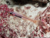 Pseudamiops gracilicauda