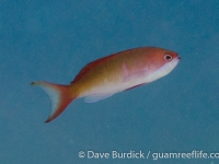 Pseudanthias cooperi (female)