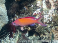 Pseudanthias dispar (male) (Komodo)