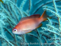 Pseudanthias engelhardi (female) (Anilao)