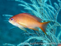 Pseudanthias engelhardi (male) (Anilao)