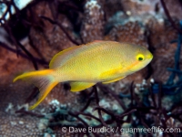 Pseudanthias huchti (female) (Puerto Galera)