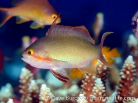 Pseudanthias huchti (male) (Anilao)