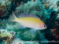 Pseudanthias hypselosoma (female) (Wallis)