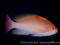 Pseudanthias hypselosoma (male) (Puerto Galera)