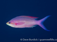 Pseudanthias pascalus